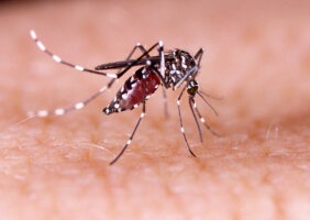 Entrada forçada em locais de foco de dengue é permitida pela legislação